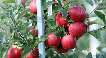 Zbiory Zuzi Gali - jak wyglądają jabłka w terminie dojrzałości zbiorczej